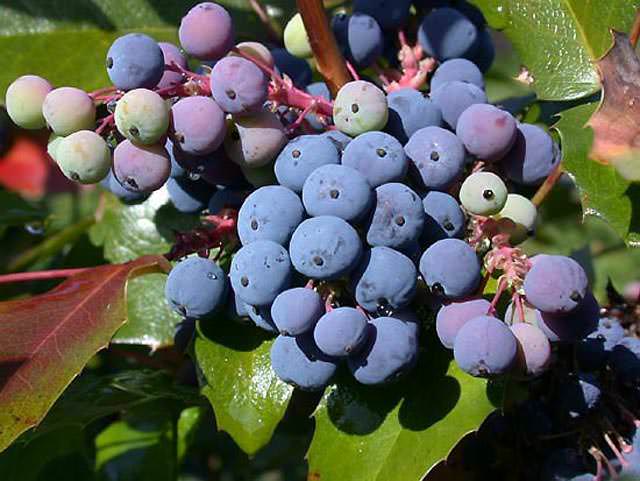 Плоды Mahonia aquifolium применяются в кондитерском производстве, а также для подкраски виноматериалов
