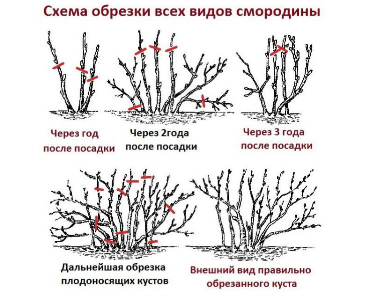 Обрезка старого куста смородины является не менее важной процедурой, чем удобрение или полив