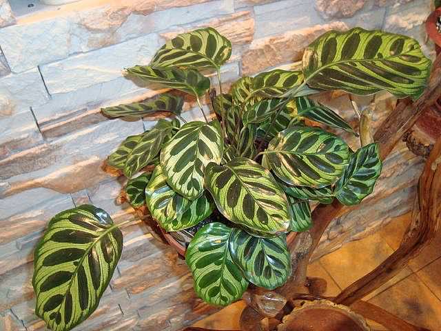 Калатея Макоя (Calathea makoyana)