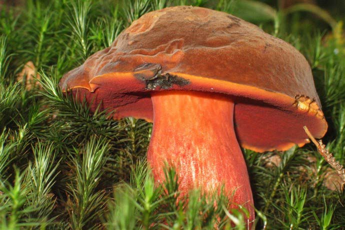 Достаточно теплая летняя погода с оптимальным количеством дождей стимулирует очень быстрый рост разных видов грибов в лесах Башкирии