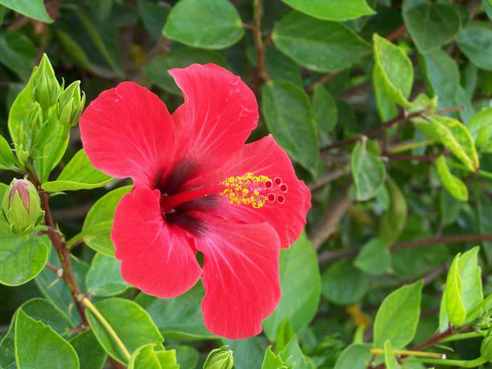 Популярность гибискуса у цветоводов обусловлена длительным цветением и легкостью выращивания