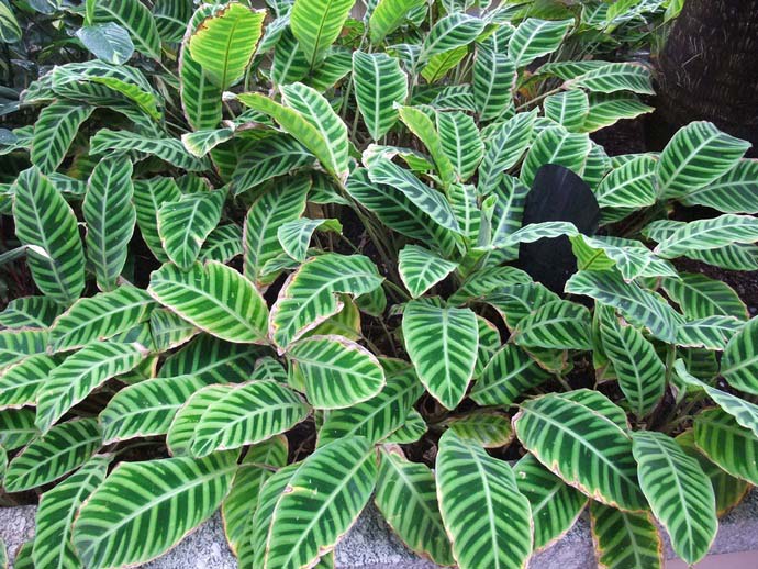 Калатея полосатая, или зебрина (Calathea zebrina)