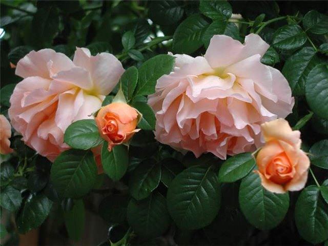 Разные сорта почвопокровных роз: выращивание и уход за королевой сада