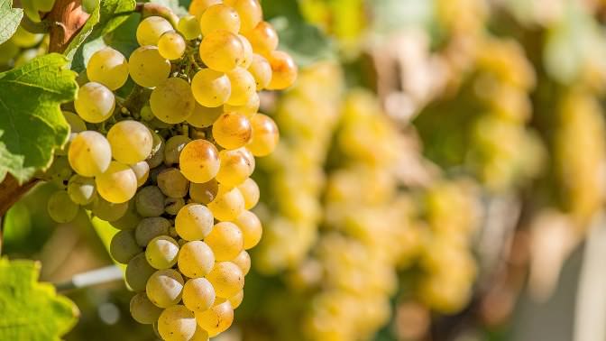 «Мускат белый» – один из самых старых сортов винограда