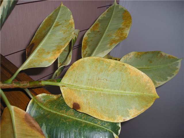 Грибковое поражение Ботритис характеризуется появлением желтой или ржавой пятнистости на листьях фикуса