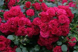 Почвопокровные розы не требуют тщательного ухода и выглядят очень красиво