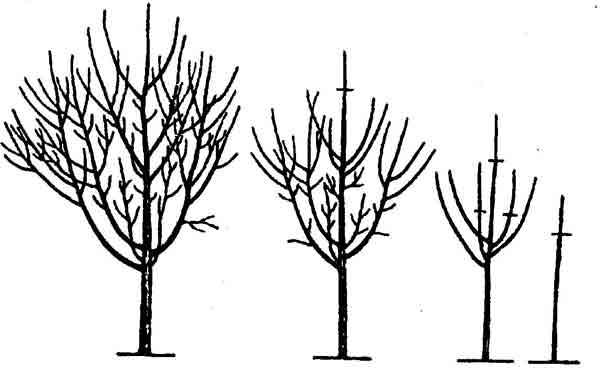 Чашеобразное формирование применяется для формирования кроны плодовых растений, которые характеризуются слабым ростом и недолгой продолжительностью жизни