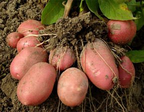 Способов выращивания картофеля много, какой выбрать — решать вам