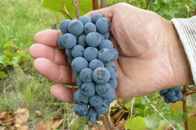 Винограду «Неретинский» характерно отличное вызревание лозы