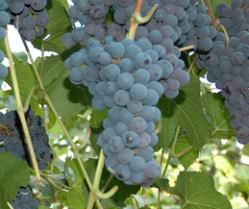 Виноград «Неретинский» культивируется на территории нашей страны весьма нечасто