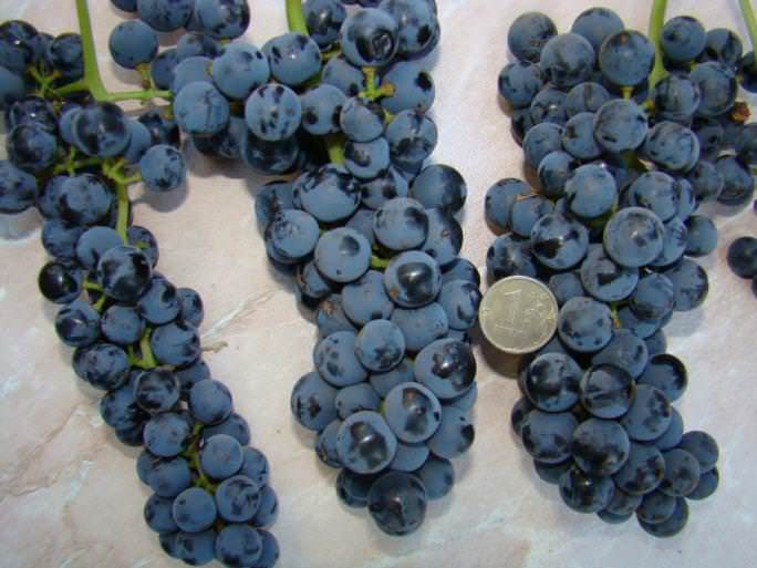 Стандартная масса виноградной грозди сорта Неретинский не превышает 0,2 кг