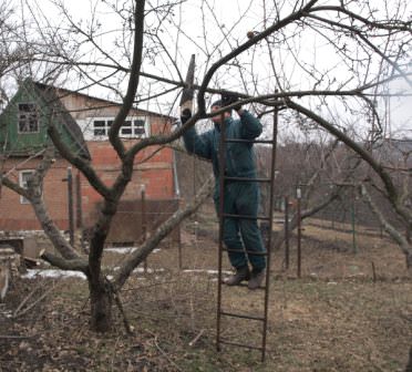 Выбирайте правильный период для обрезки плодовых деревьев, яблонь и прочих