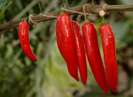 Выращивание острого красного перца в теплице и открытом грунте