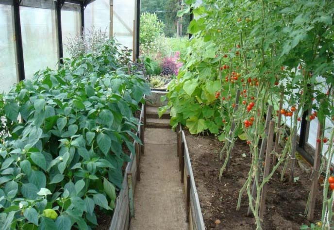 Посадка и выращивание овощных культур в тепличных условиях предполагает соблюдения требований по совмещению растений