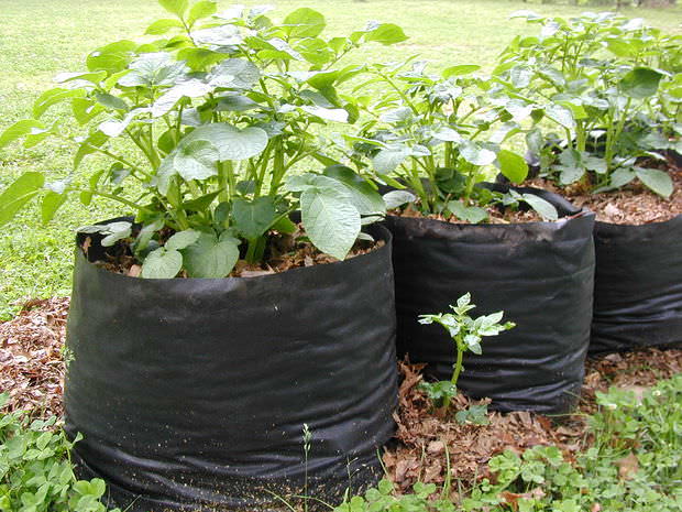 Самое главное преимущество выращивания картофеля в мешках – экономия места