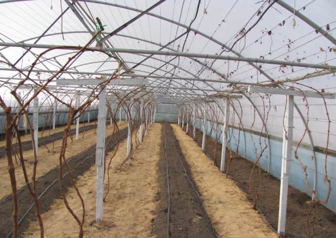 Для выращивания винограда рекомендуется использовать конструкции на основе поликарбоната