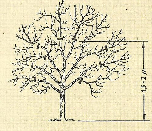 Основной сутью омолаживающей обрезки плодовых деревьев является укорачивание наиболее старых ветвей на многолетней древесине