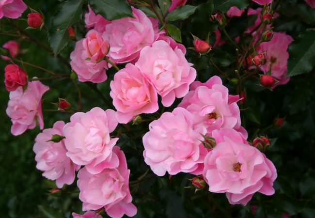Разные сорта почвопокровных роз: выращивание и уход за королевой сада