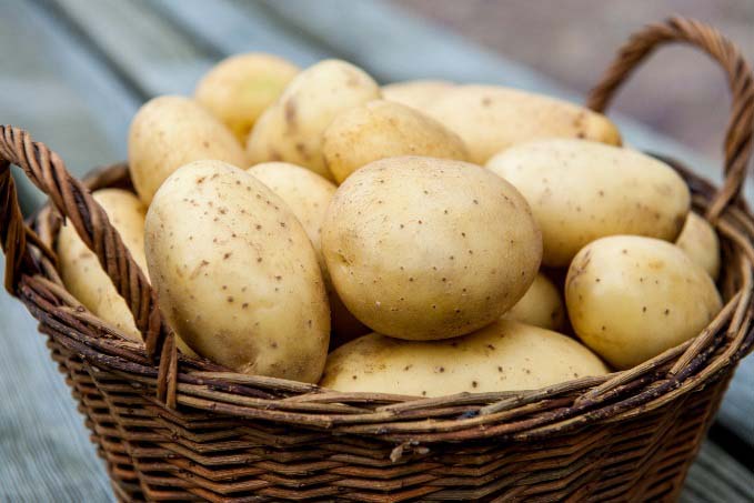 Картофель позднего созревания предназначен для выращивания исключительно в южных районах