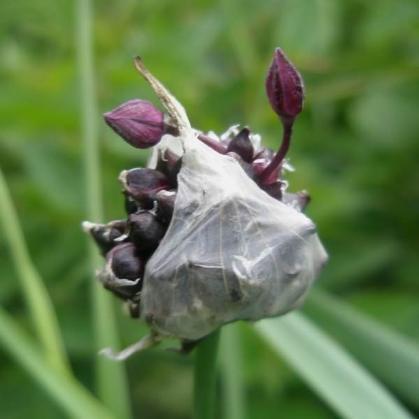 Чеснок рокамболь (Allium scorodoprasum) представляет собой растение, которое относится к семейству луковых. Есть еще несколько названий – египетский лук, причесночный лук, лук-чеснок
