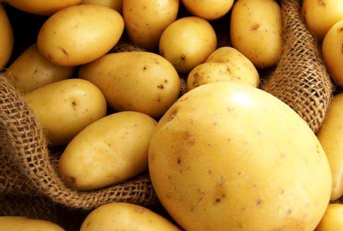 Современное культивирование картофеля базируется на принципе целевого использования