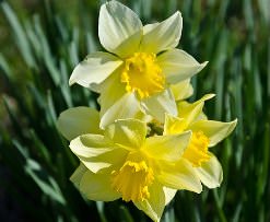 Нарциссы – самые популярные цветы у дачников