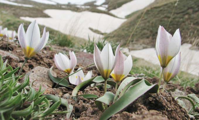 В России дикие тюльпаны начинают расти после схода снега, поэтому рекомендовано создать для них подобные условия и на садовом участке