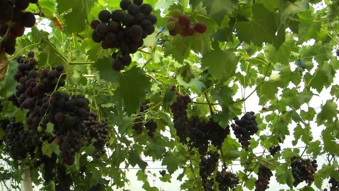 Использование теплицы способствует полноценному росту и развитию виноградной лозы