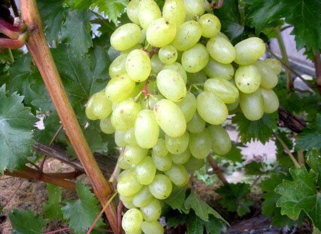 Виноград «Иринка» дает всегда хороший урожай