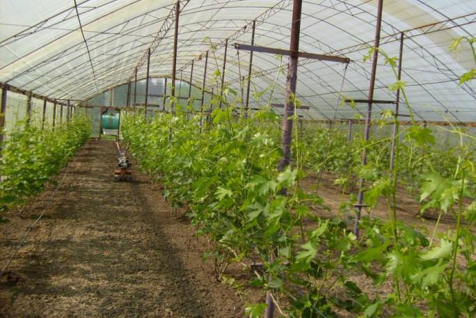 Посадка винограда в тепличный условиях не имеет принципиальных отличий от выращивания виноградной лозы в условиях открытого грунта