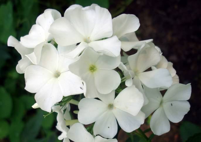 Сорт «Петергоф» обладает средним по плотности соцветием и чисто белым окрасом лепестков