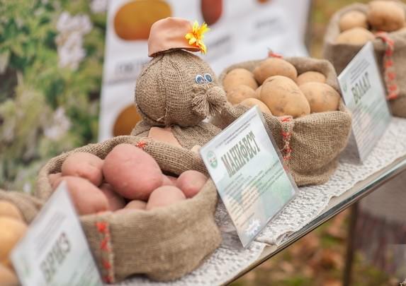 Белорусские сорта картофеля с успехом культивируются в разных по климатическим условиям регионах России