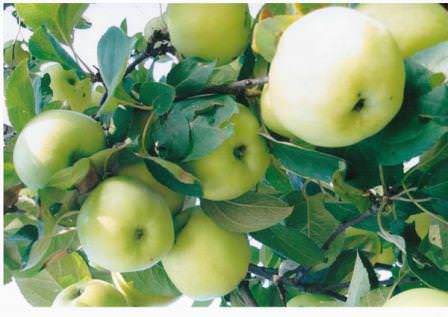 Яблоки сорта "Антоновка"