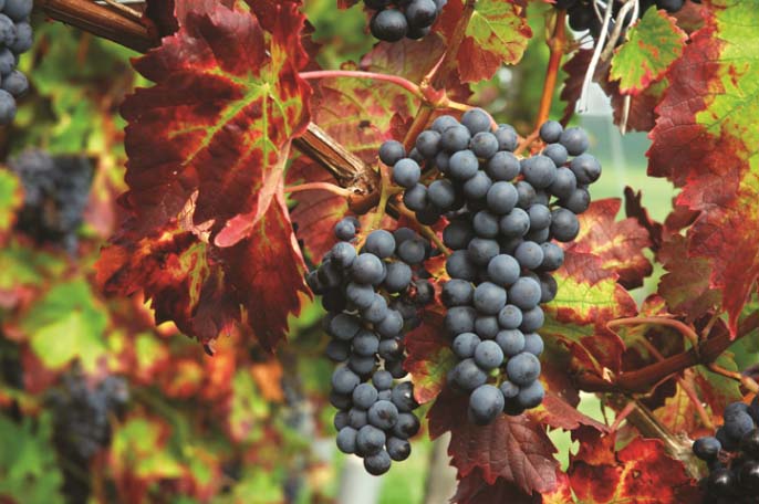 «Ркацители» – классический кавказский виноград со среднеранним сроком созревания