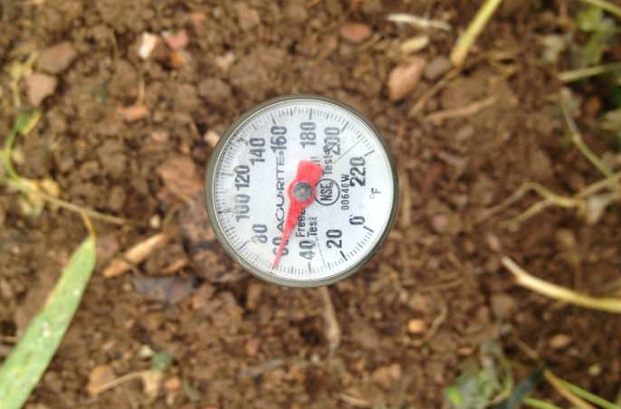 Чтобы узнать благоприятные дни для высадки тюльпанов можно замерить температуру грунта на участке