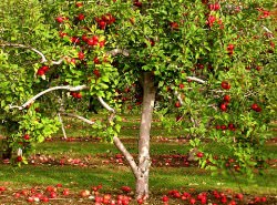 Старение яблони происходит в несколько этапов