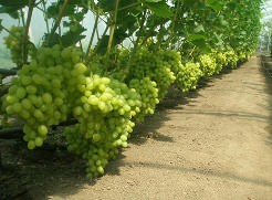 Культивирование винограда в теплицах востребовано