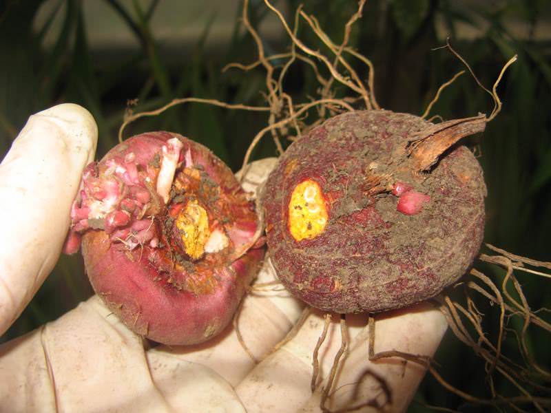 Хотя гладиолус и является многолетним растением с течением времени основная клубнелуковица, служащая основанием для формирования побега постепенно стареет