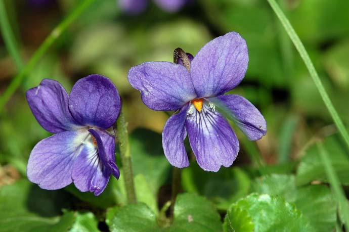 Фиалка душистая или Viola odorata относится к многолетним декоративным растениям