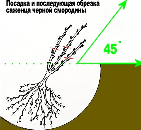 Смородина Черный жемчуг высаживается согласно стандартной схеме