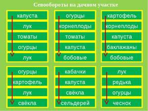 Правила посадки овощных культур