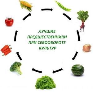 Простой способ севооборота