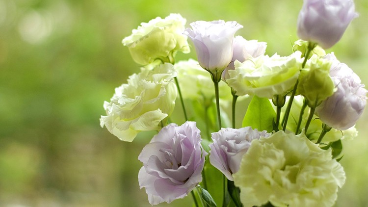 eustoma-foto-video-vidy-i-sorta-vyrashhivanie-uhod-v-sadu-i-doma-6