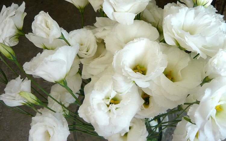 eustoma-foto-video-vidy-i-sorta-vyrashhivanie-uhod-v-sadu-i-doma-7