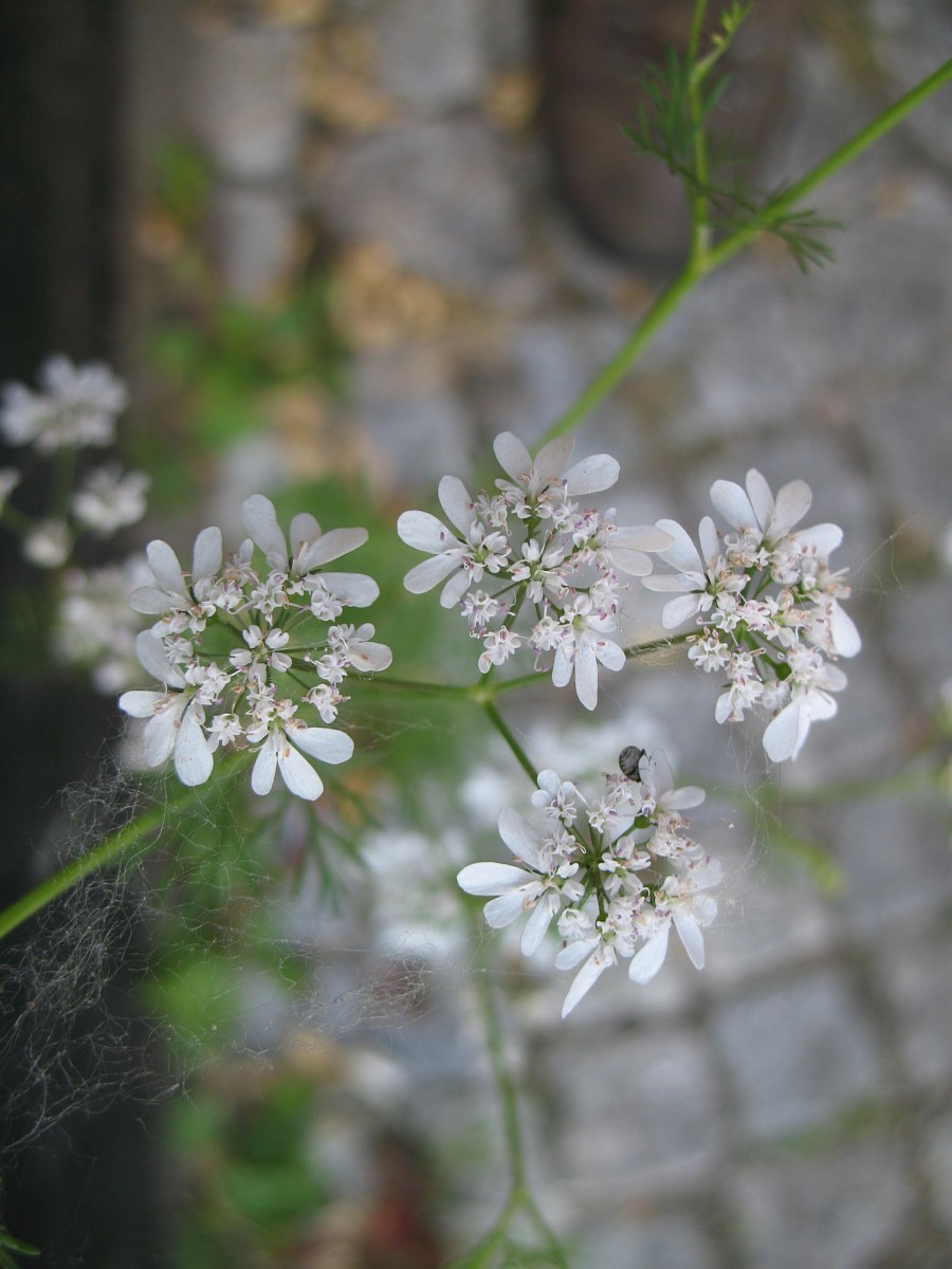 Кориандр, или кинза (Coriandrum sativum).