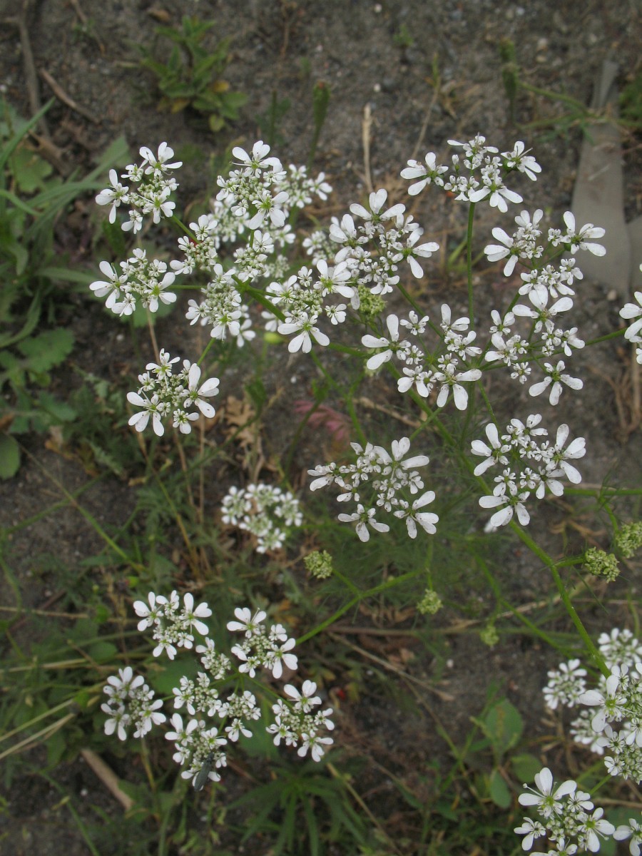 Кориандр, или кинза (Coriandrum sativum).