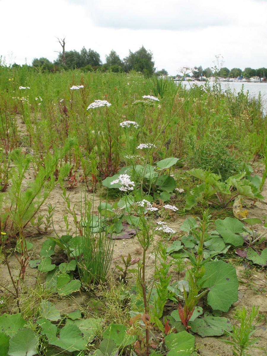 Кориандр, или кинза (Coriandrum sativum).