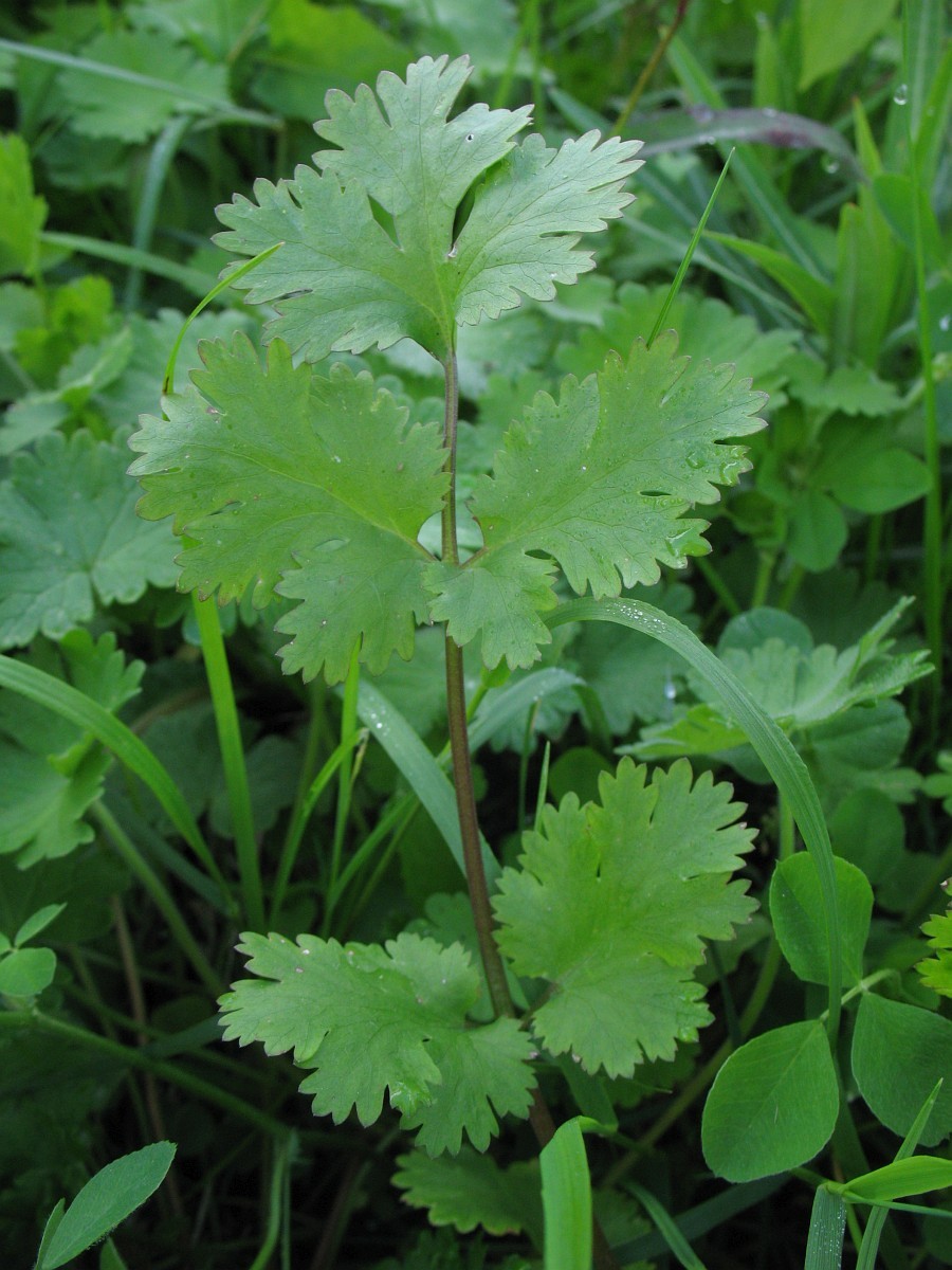 Кориандр, или кинза (Coriandrum sativum).