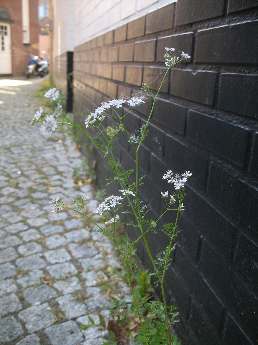 Кориандр, или кинза (Coriandrum sativum).