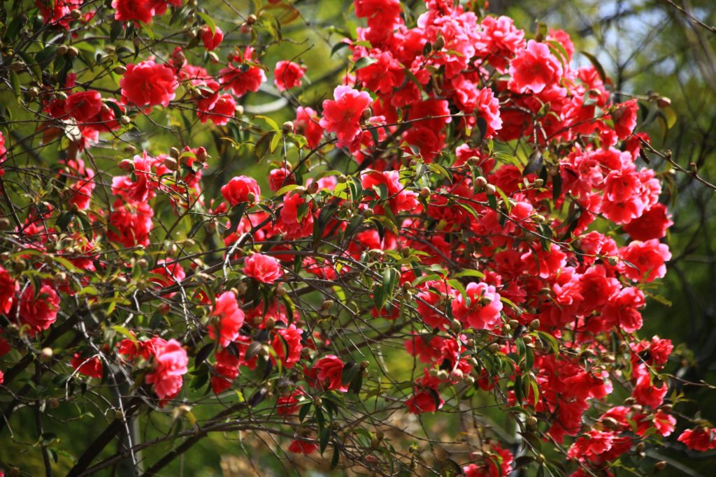 Camellia-Shrubs-Flowers-bokeh_3872x2581